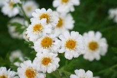 Tenacetum parthenium (Artemisa)