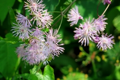 Thalictrum aquilegiifolium (Ruibarbo de los pobres)