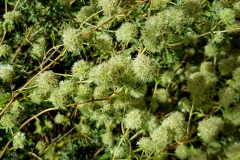 Thymus mastichina (Mejorana)