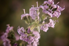 Thymus vulgaris (Tomillo)