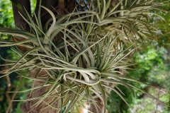 Tillandsia aeranthos (Clavel del aire)