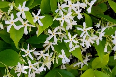 Trachelospermum jasminoides (Jazmin estrella)