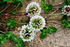Trifolium nigrescens (Trébol negro)