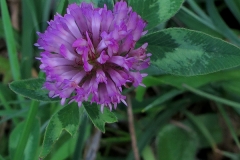 Trifolium pratense (Trébol común)