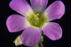 Trifolium sp. flor