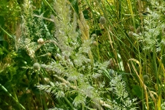 Trisetaria panicea (Avena panicea)