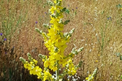 Verbascum pulverulentum (Gordolobo)