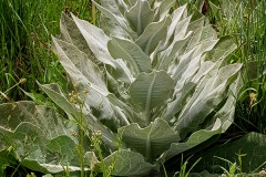 Verbascum pulverulentum (Gordolobo)