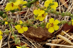 Verbascum sinuatum (Gordolobo sinuado)