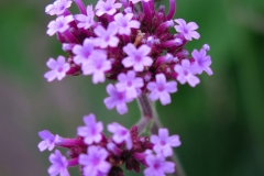 Verbena bonariensis (Verbena)