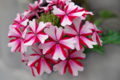 Verbena hybrida (Verbena)