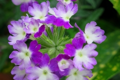 Verbena hybrida (Verbena)