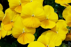 Viola cornuta (Pensamiento)