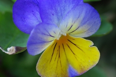 Viola tricolor (Pensamiento)