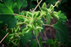 Xanthium strumarium (Arrancamoños)