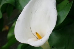 Zantedeschia aethropica (Cala)