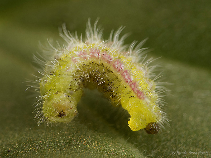 Cacyreus marshalli (larva mariposa del geranio)