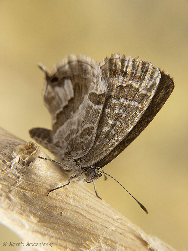 Cacyreus marshalli (mariposa del geranio)