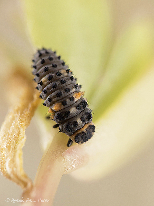 Coccinella septempunctata larva