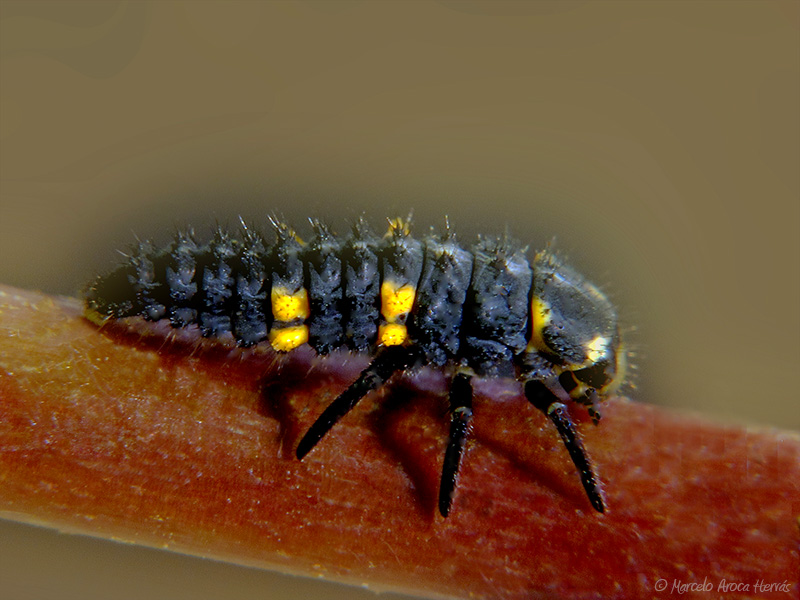 Coccinella sp. larva