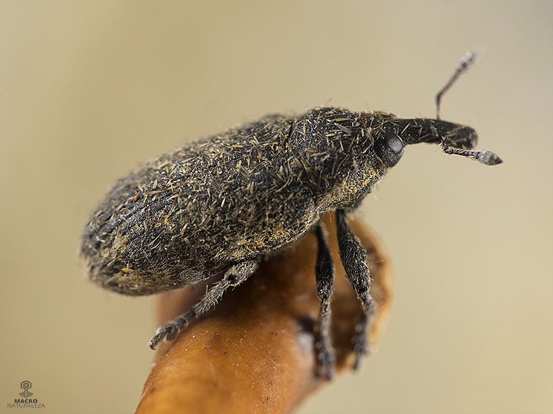 Curculionidae (Gorgojo)