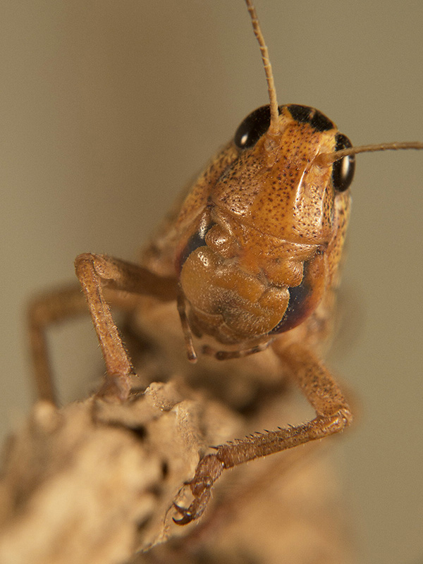 Locusta migratoria ninfa
