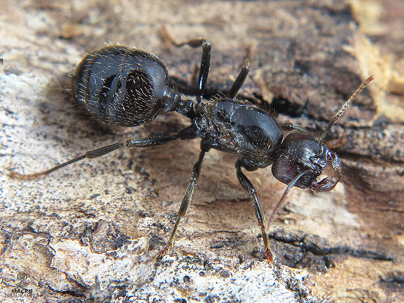 Tetramorium caespitum (hormiga del pavimento)