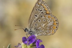 Aricia sp. (Lycaenidae)