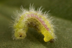 Cacyreus marshalli (larva mariposa del geranio)