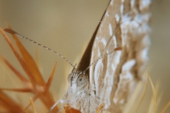 Cacyreus marshalli (mariposa del geranio)