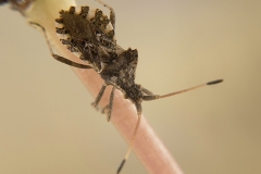 Centrocoris variegatus