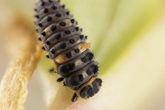 Coccinella septempunctata larva