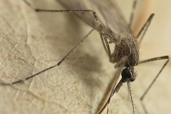 Culex pipiens (Mosquito común)