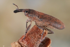 Curculionidae (Gorgojo)