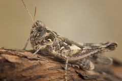 Dociostaurus jagoi