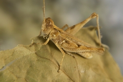 Dociostaurus jagoi occidentalis