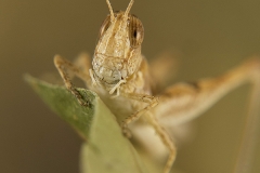 Dociostaurus jagoi occidentalis