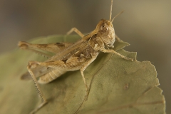 Dociostaurus jagoi occidentalis