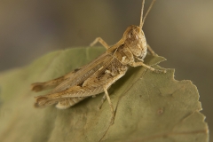 Dociostaurus jagoi occidentalis