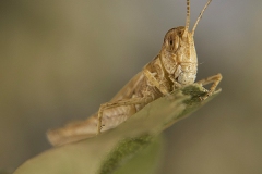 Dociostaurus jagoi occidentalis