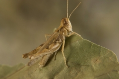 Dociostaurus jagoi occidentalis