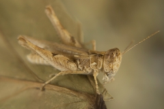 Dociostaurus jagoi occidentalis