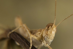 Dociostaurus jagoi occidentalis