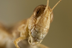 Dociostaurus jagoi occidentalis