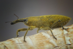 Lixus pulverurentus (Gorgojo de la malva)