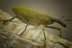 Lixus pulverurentus (Gorgojo de la malva)