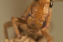 Locusta migratoria ninfa