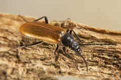 Omophlus lepturoides