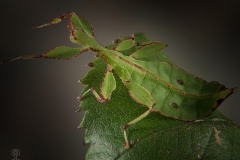 Phyllium philippinicum (Insecto hoja)
