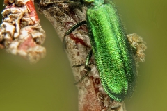 Psilothrix viridicaeruleus